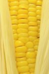 Corn Stock Photo
