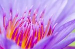 Macro Pollen Of Purple Lotus ( Nymphaea Nouchali ) Stock Photo
