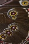 Butterfly Wing Stock Photo