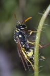 European Wasp Insect Stock Photo