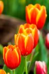 Orange And Yellow Tulips Stock Photo