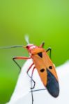 Red Cotton Bug (dysdercus Cingulatus) Stock Photo