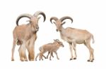 Barbary Sheep Family Stock Photo