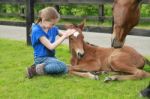 Hug For Newborn Foal Stock Photo