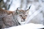 Lynx In A Winter Forest Close Up Stock Photo