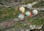 Painted In Snail Shell Stock Photo