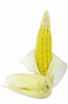 Ear Corn Stock Photo