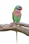 Red-breasted Parakeet Stock Photo