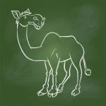 Hand Drawing Camel On Green Board - Illustration Stock Photo