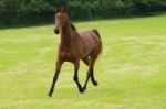 Horse Trotting Stock Photo