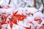Red Fall Maple Tree Covered In Snow,south Korea Stock Photo