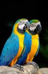 Blue And Gold Macaw Stock Photo