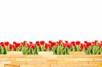 Brick Wall With Beautiful Red Tulips Behind And White Background Stock Photo