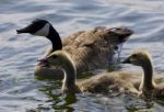 Beautiful Isolated Picture Of Chicks Of The Canada Goose Stock Photo