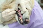 Dog Getting Teeth Cleaned Stock Photo