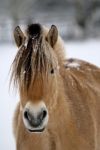 Horse In Winter Stock Photo