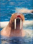 Close Up Face Of Walrus With Big Ivory Teeth In Deep Sea Water Stock Photo