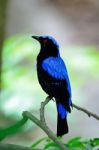 Male Asian Fairy Bluebird Stock Photo