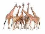 Group Of Giraffe Isolated Stock Photo