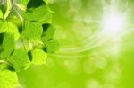 Green Leaves, Shallow Focus Stock Photo