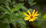 Yellow Flower Over Blurred Green Garden Stock Photo