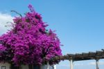 Purple Bouganvilla Flowers Stock Photo