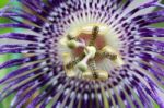 Close Up Of Passionflower Stock Photo