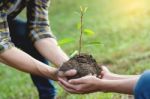 Couple Planting And Watering A Tree Together On A Summer Day In Stock Photo