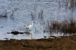 Egret At Dungeness Stock Photo