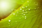 Close Up Of Water Drop On Green Leaf Tree Stock Photo