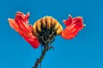 Royal Poinciana, Flamboyant Tree, Flame Tree, Peacock Flower, Gu Stock Photo