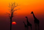 Silhouettes Of Giraffes And Dead Tree Against Sunset Background Stock Photo