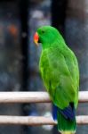 Green Electus Parrot Stock Photo