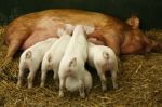 Piglets And Sow Stock Photo