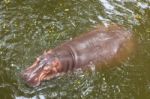 Hippopotamus Swimming In Water Stock Photo