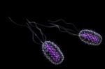 Bacteria Cell Stock Photo