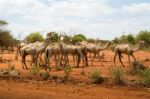Herd Of Camels In Ethiopia Stock Photo