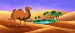 Bactrian Camel Goes Through The Desert Stock Photo