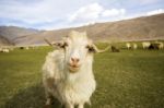 Pashmina Goat Grazing - Chummatang - Ladakh India Stock Photo