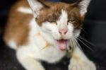 Brown Cat Yawning With Dark Background Stock Photo