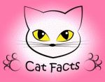 Cat Facts Shows Truth Data And Felines Stock Photo
