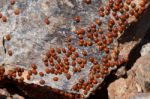 A Swarm Of Ladybirds (coccinellidae) In Cyprus Stock Photo