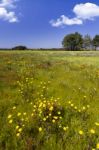 Spring Field Filled With Flowers Stock Photo