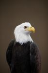 Portrait Of Eagle Stock Photo