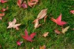 Autumnal Fallen Leaves Of A Japanese Maple Tree In East Grinstea Stock Photo