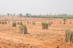 The Cultivation Of Cassava Plantation At Field. Landscape Of Cassava Plantation Stock Photo