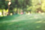 Grass And Trees With Blurred Background Stock Photo
