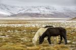 Horse Grazing During Snow - Ladakh India Stock Photo