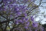 Colourful Blooming Jacaranda Tree Stock Photo
