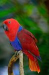 Eclectus Parrot Stock Photo